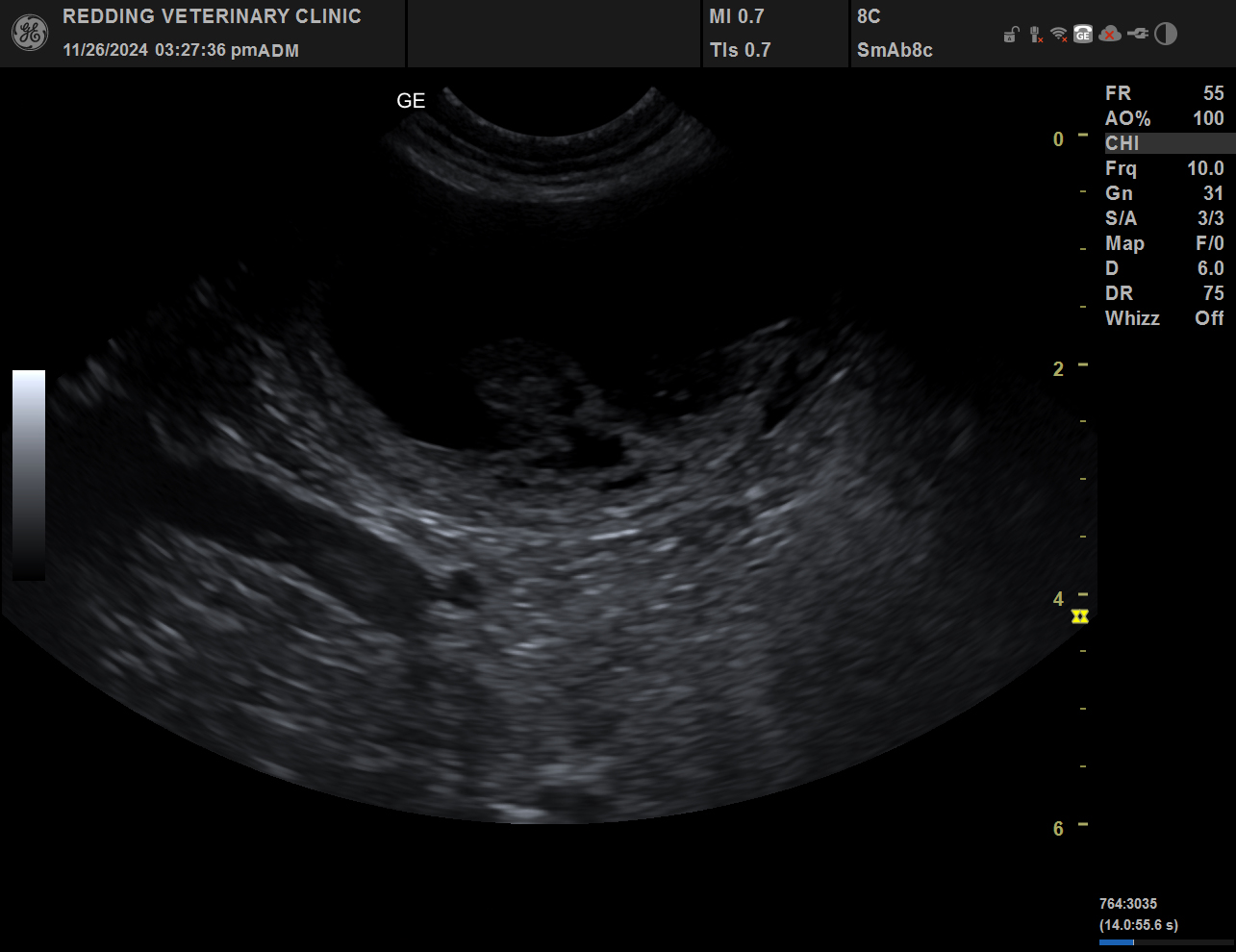 Ultrasound image of puppy.